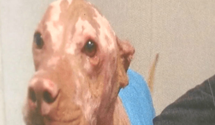 transplante para um cachorro ferido