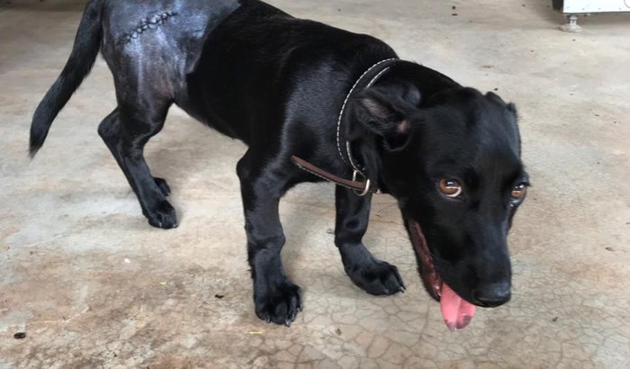 Ajudar minha cachorrinha Simone