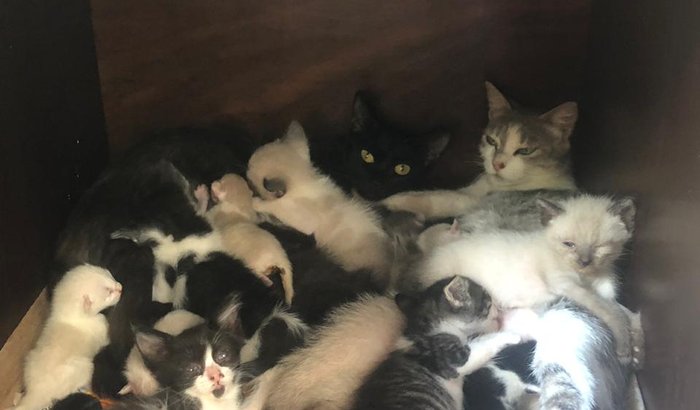 Gatinhos da escola 