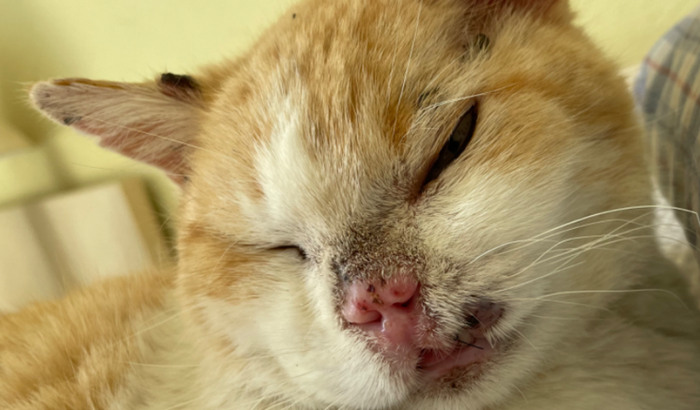 Cirurgia para extração dos dentes do Estevão