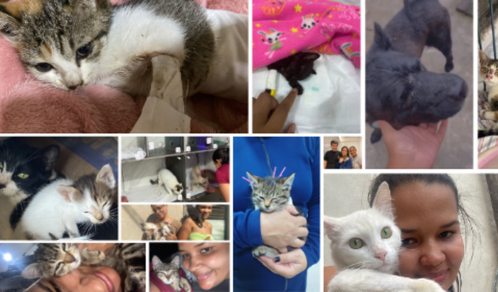 Ajude a salvar as minhas mais de 400 estrelinhas 🐱🐶✨