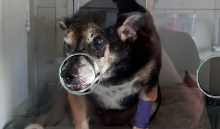 Atendimento Veterinário da Vica