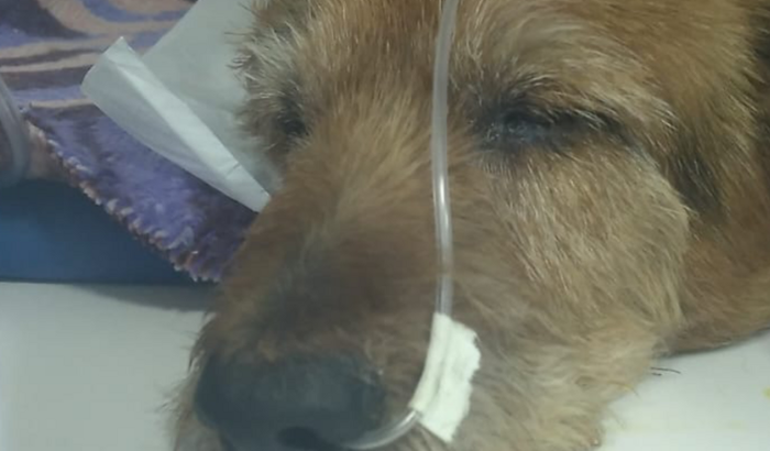 Ajuda no tratamento do Tony