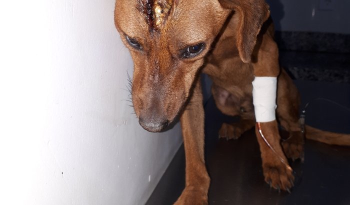 Animais de Gyn precisam de ajuda