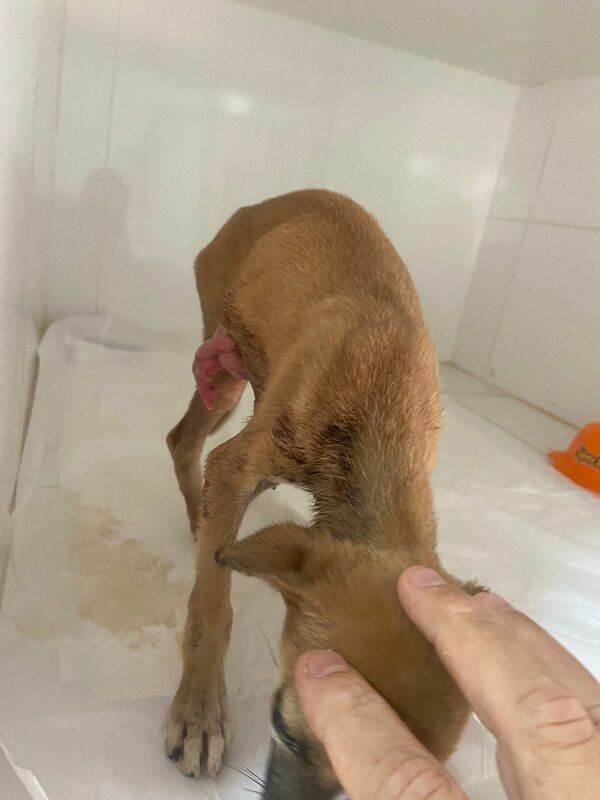 Cachorra esfaqueada 
