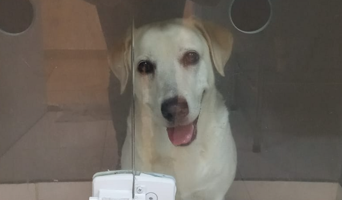 Ajude Princesa e sua filha Raika