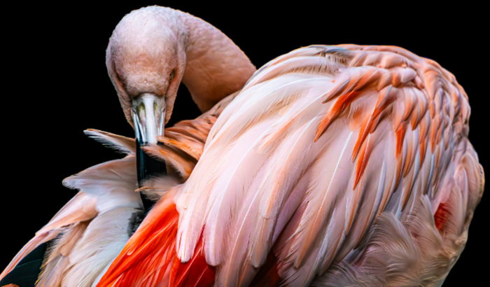 Expedição Fotográfica Pantanal 23