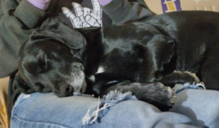 Tratamento do Dallas - Pancreatite aguda