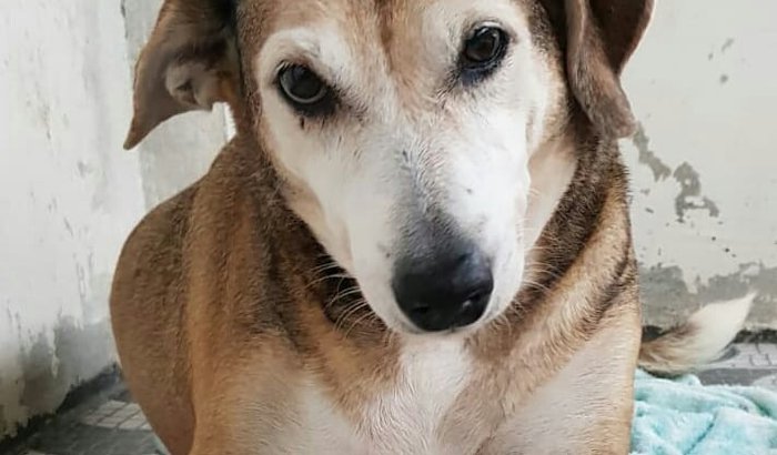 NATAL DE LUZ-ABRIGO ANIMAIS AUMIGOS