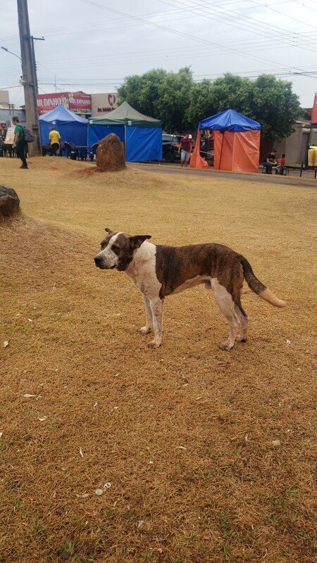 Cachorro ferido no pescoço 
