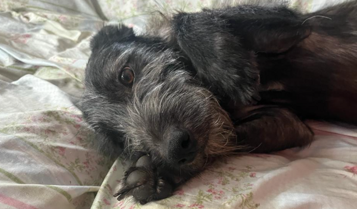 Cãopanha para o Dido!!!