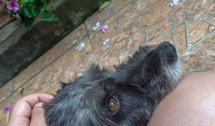 Ajude a capitu 