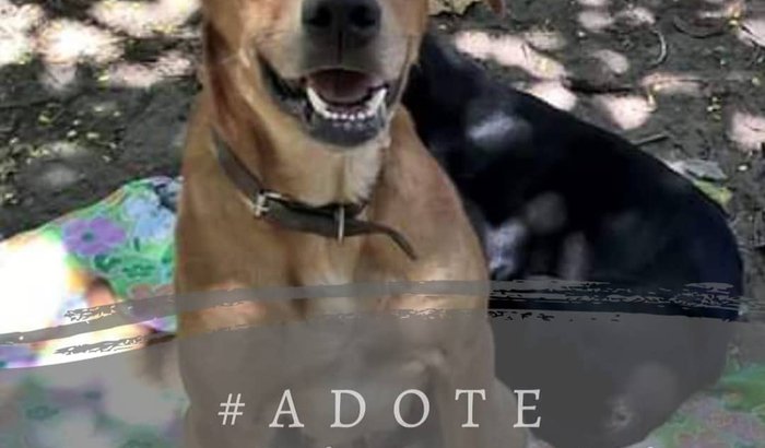 Presente de Natal para o Pisca Pisca 