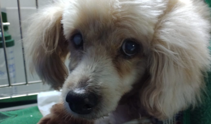 Ajude na cirurgia do Cheiroso