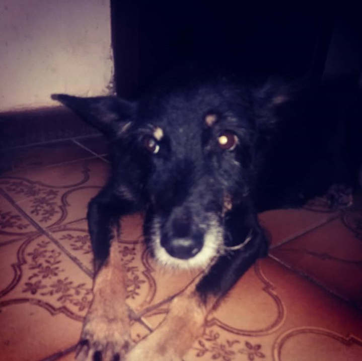 Ajude a cachorrinha Kenya