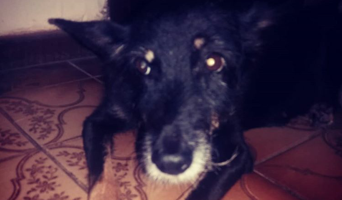 Ajude a cachorrinha Kenya