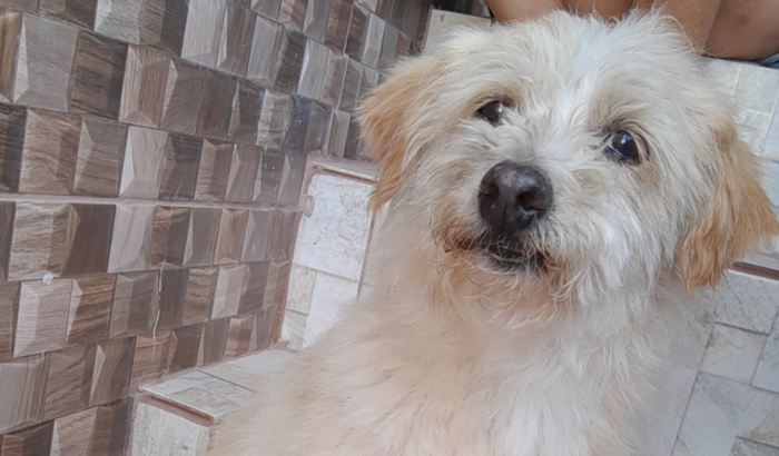 Ajude o Torresmo voltar a andar