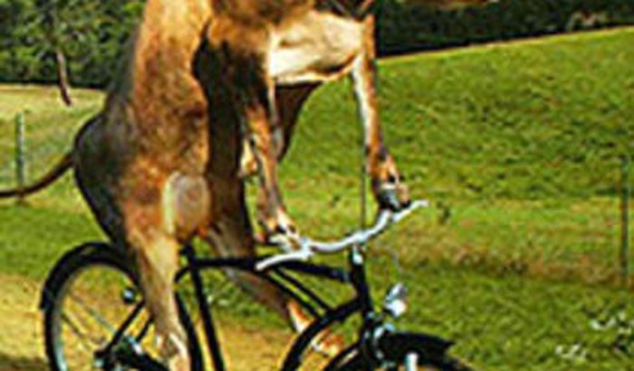 vakinha pra bike da Ines