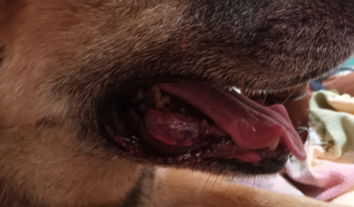 Cirurgia de câncer de boca | AJUDE A MEG !!