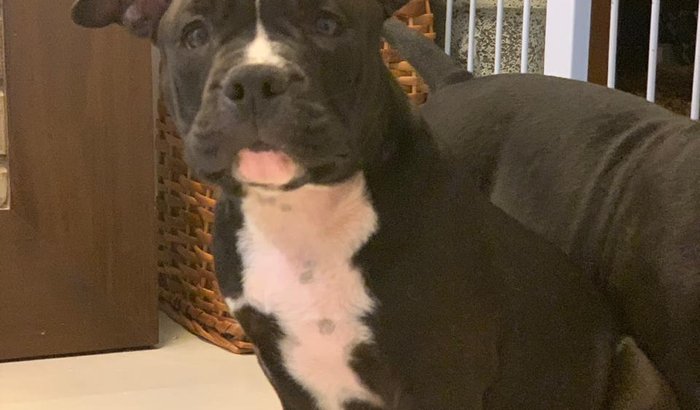 Filhote AMERICAN BULLY POCKET