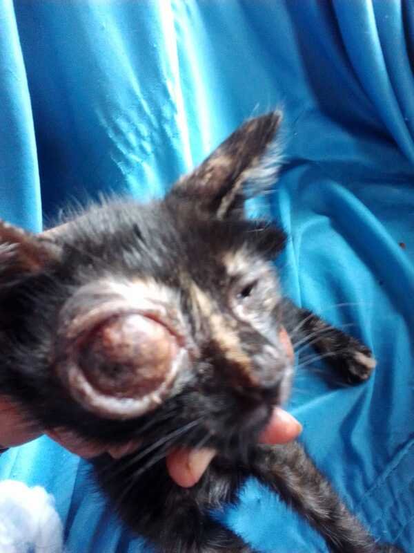 Gato com olho infeccionado 