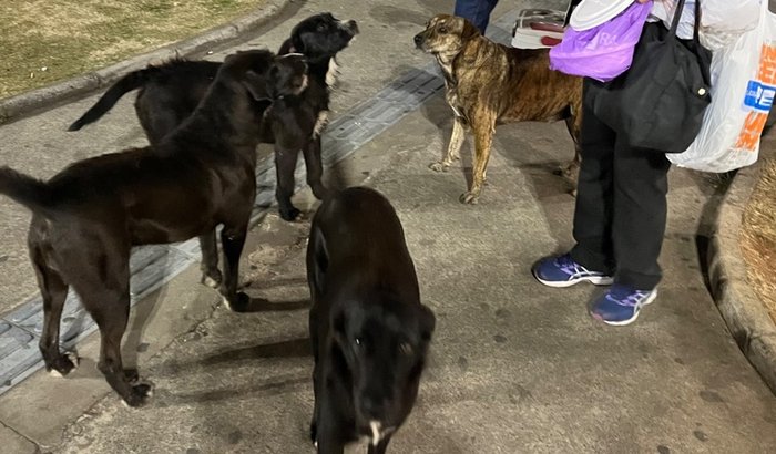 Cães de rua abandonados na estação