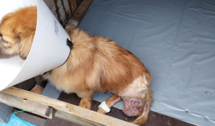 Cirurgia cão paraplégico