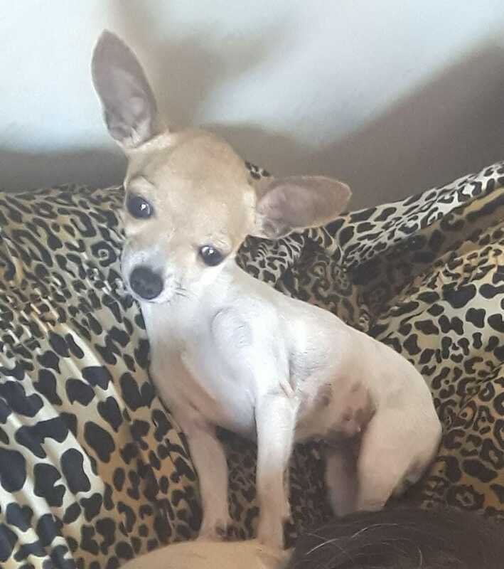 Cachorro com broncopneumonia