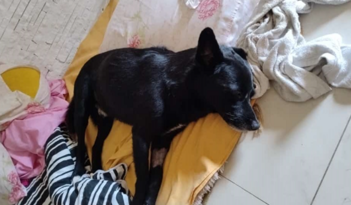 Vaquinha do Cãozinho Poples