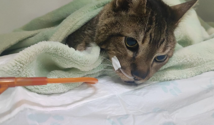 Meu gatinho se foi, mas ficaram as dívidas...