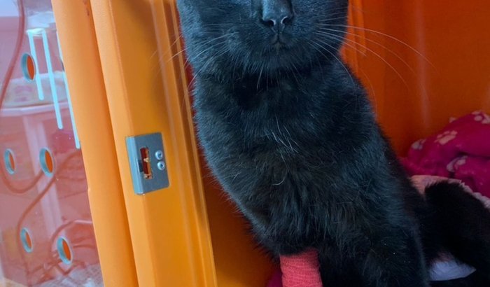 Cirurgia do Miles Morales