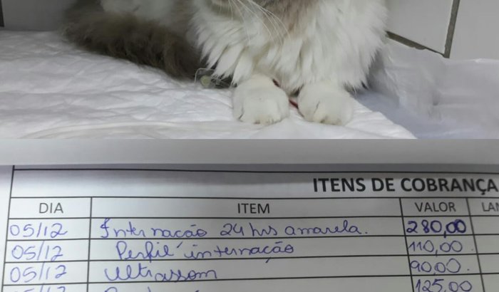 Ajudem o gatinho Marley!