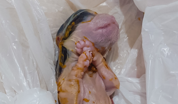 Cesária para mãezinha que está com os bebês trancados 