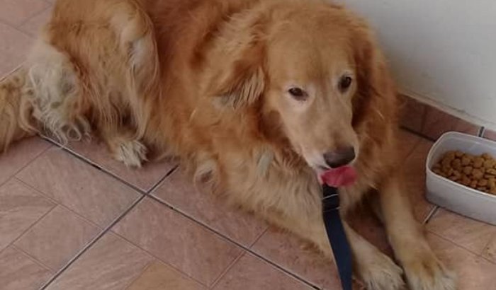 Ajudem o golden idosinho!!