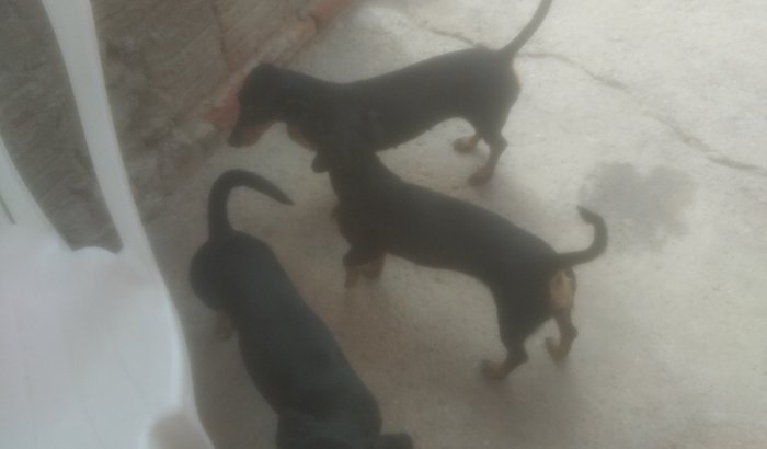 Viagem das minhas filhas de 4 patas🐕🐕🐕🐕