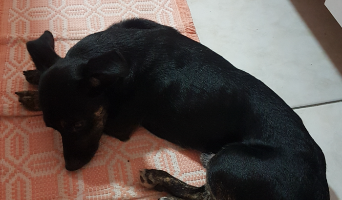 CACHORRINHO RESGATADO