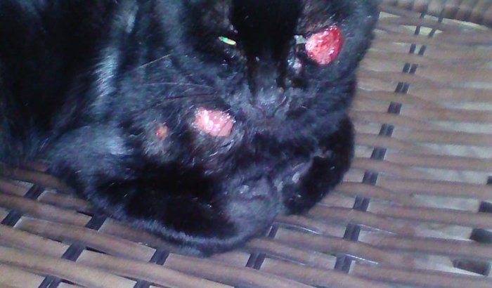 Ong precisando de recursos animais com esporotricose