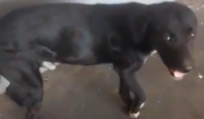 Ajude Um Cachorro de Rua