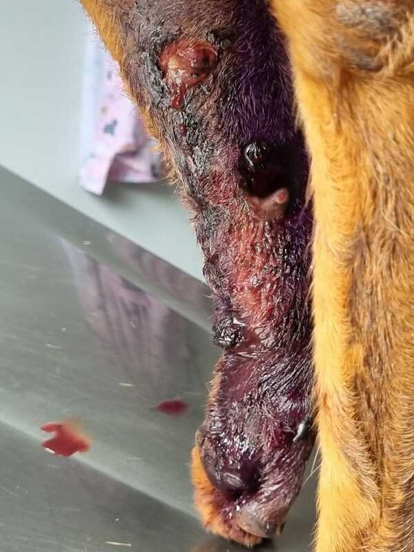 Cachorro com infecção 