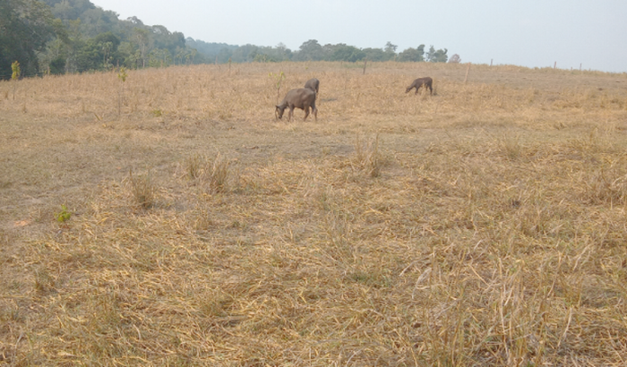 Recuperação de pastagen que o verão amazônico foi muito forte 