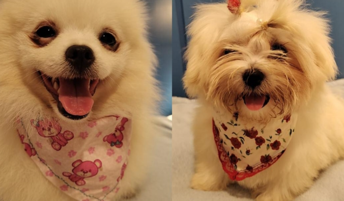 Ajude 2 cadelinhas realizar a cirugia de correção de PDA