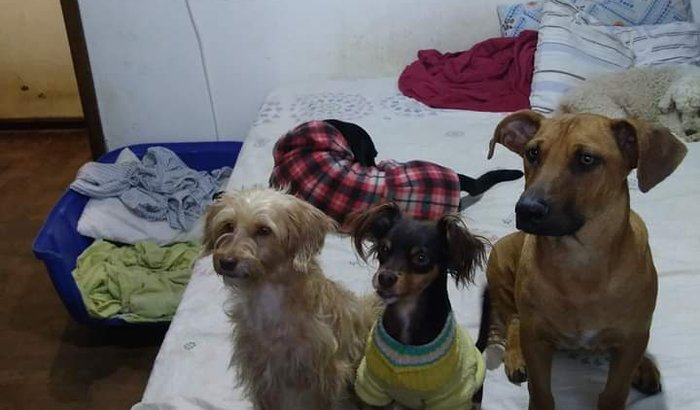 SOS 🐾 Bento Lar do Amor 🐾