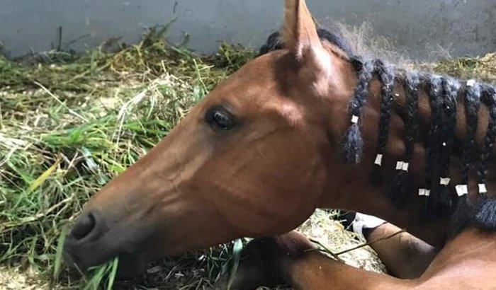 Dívidas de Resgates de Cavalos