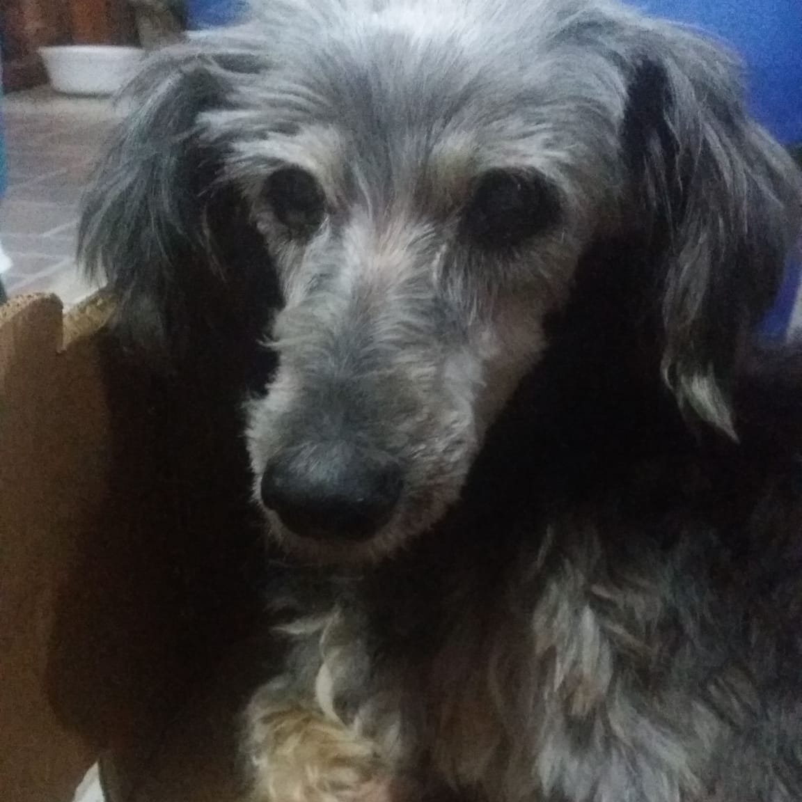 Bijú fazendo 16 anos