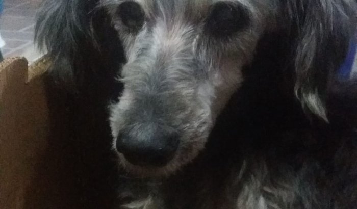 Bijú fazendo 16 anos