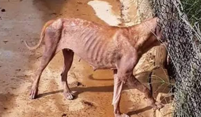 Reforma no abrigo de animais Anjo da guarda