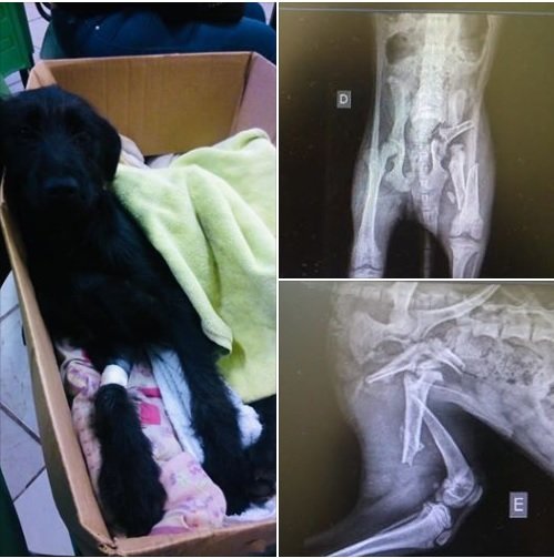 Cirurgia do cãozinho Xuxu