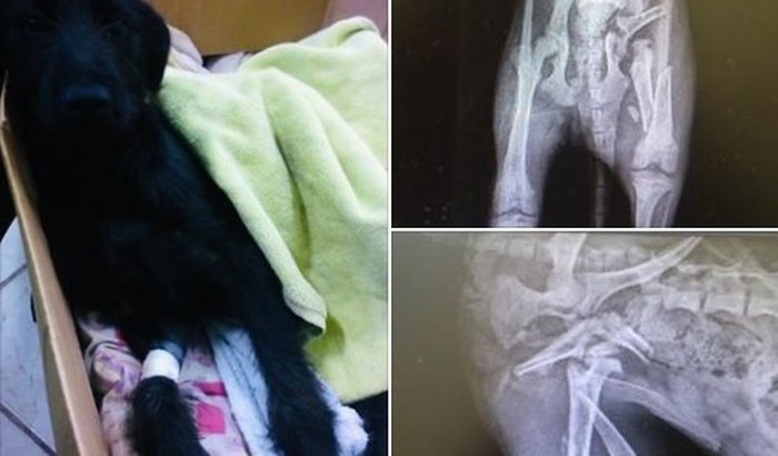 Cirurgia do cãozinho Xuxu