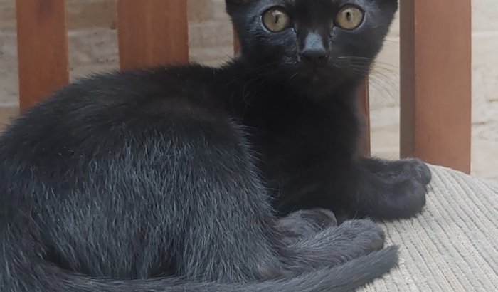 Ajuda para castração de filhotes de gatos resgatados de abandono