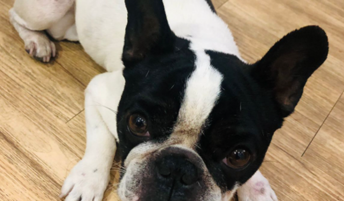 Medicação do Chico